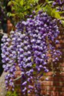 wisteria floribunda Violaceea; Clematis-Polonia
