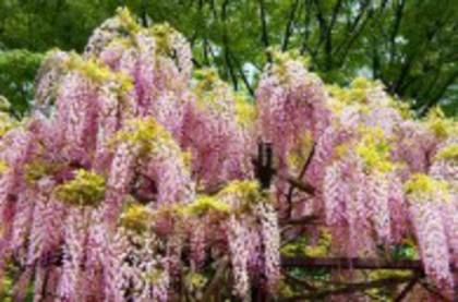 wisteria roz Honbeni - Noutati 2012