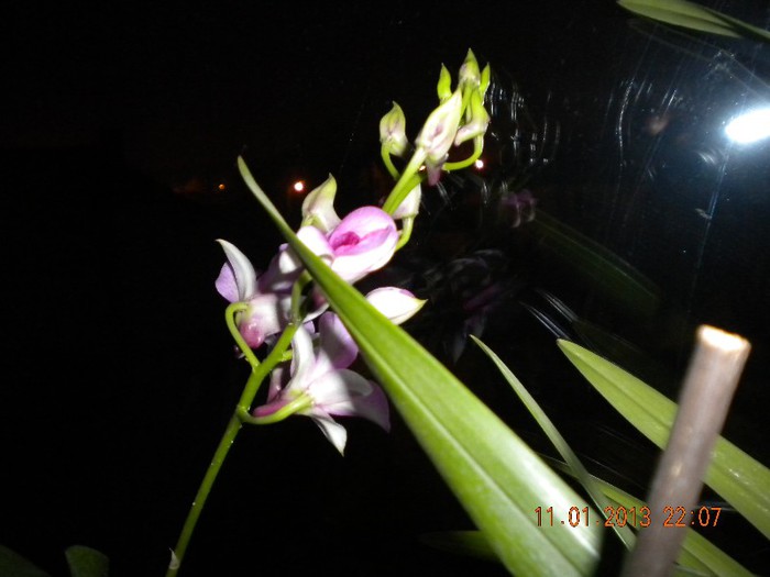  - orhidee 2013