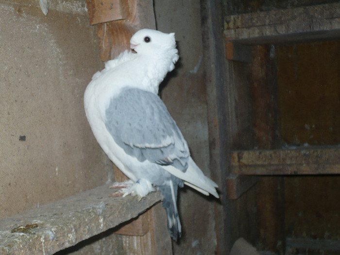 2013 078 - BLUETI-SATINETI 2012