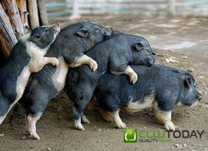 1272468601_porci - Porci  rasa VIETNAMEZI