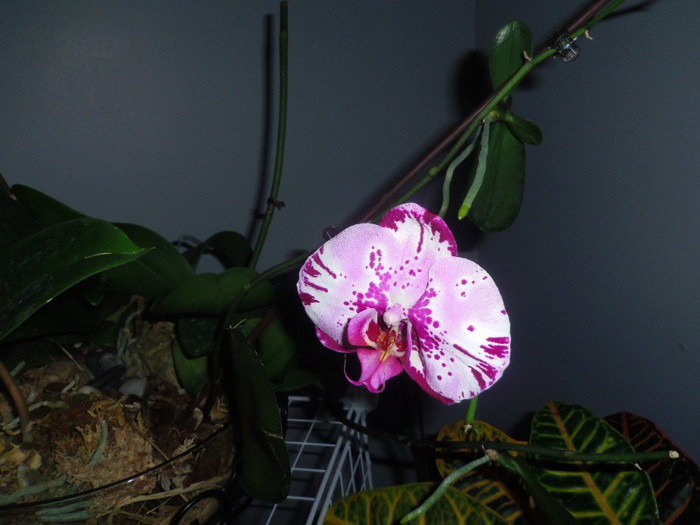 11 ian. 2013 - 2013 Orhidee