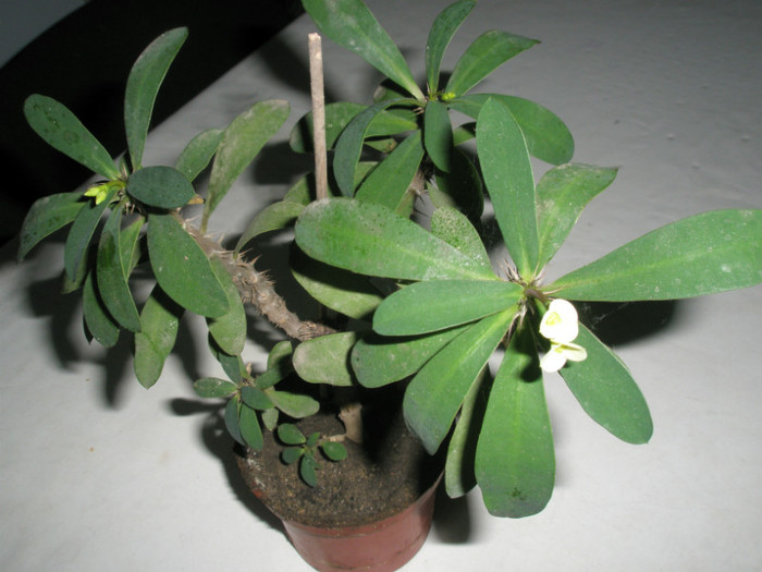 Euphorbia croizatii - 17.01.2010