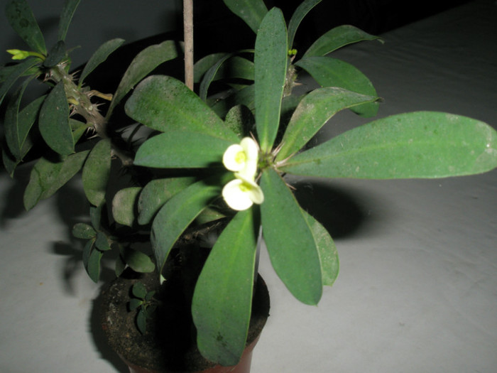 Euphorbia croizatii inflorita - Euphorbia 2012