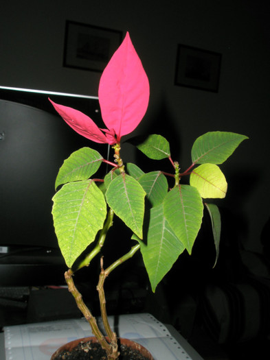 Euphorbia pulcherrima - 28.03.2010