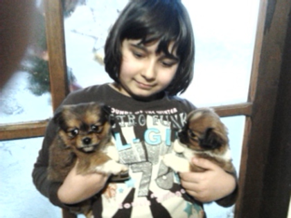 Pechinez cu Shi-tzu - Alti catei si animale