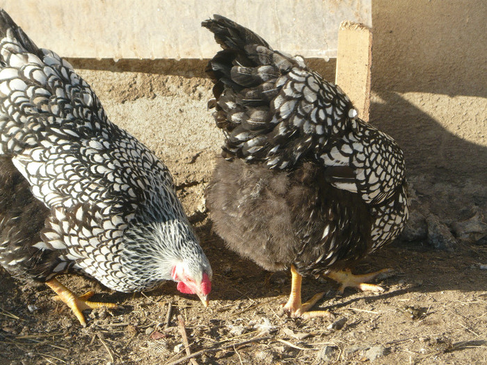 P1040320 - matca wiandotte 2013