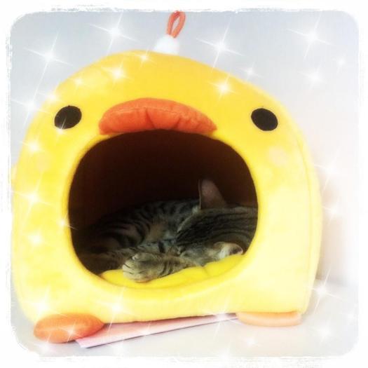 odododod cat dara