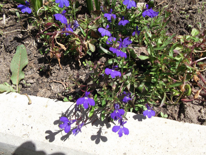 lobelia - flori diferite