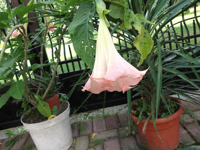 datura - flori diferite