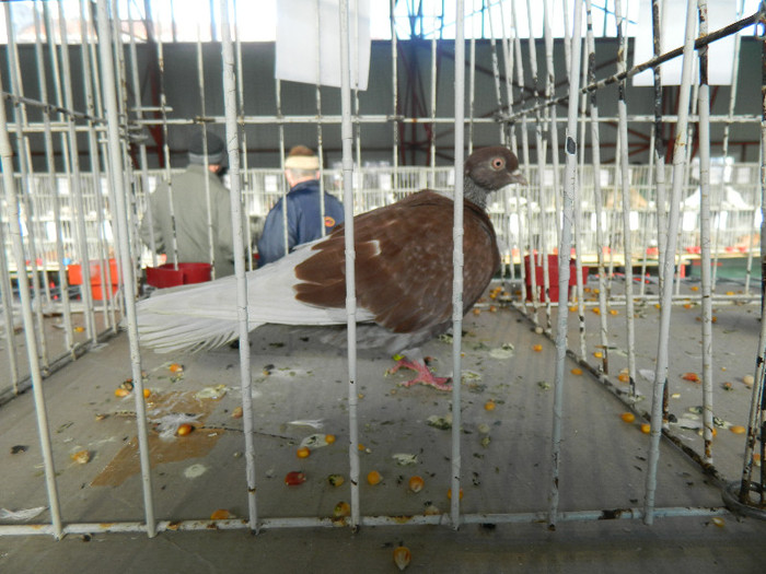 DSCN3495 - Expo Carei 2013