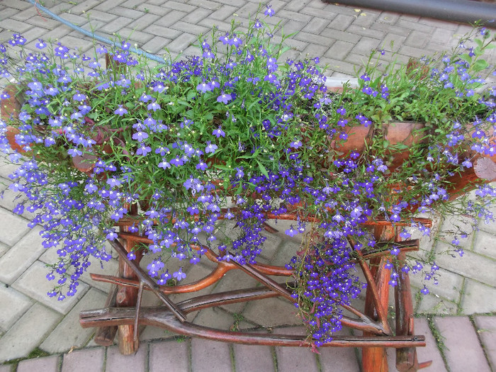 lobelia - flori diferite