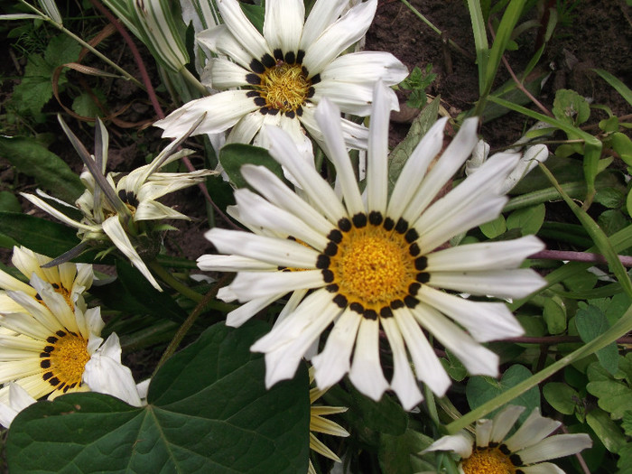 gazania - flori diferite