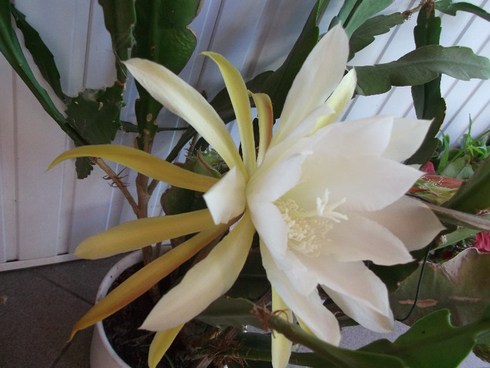 floare de cactus - flori diferite