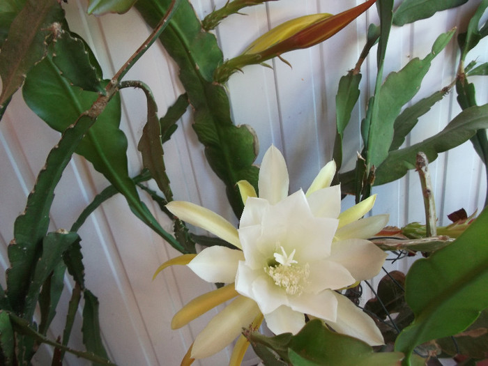 cactus - flori diferite