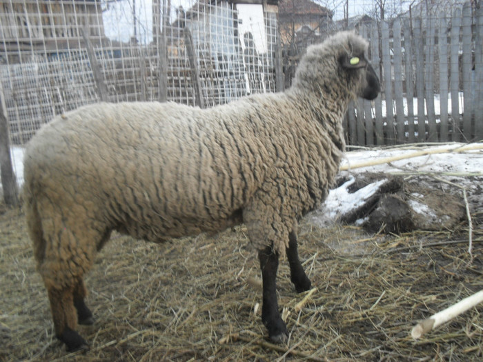 SDC14270; carabasa de vinzare
