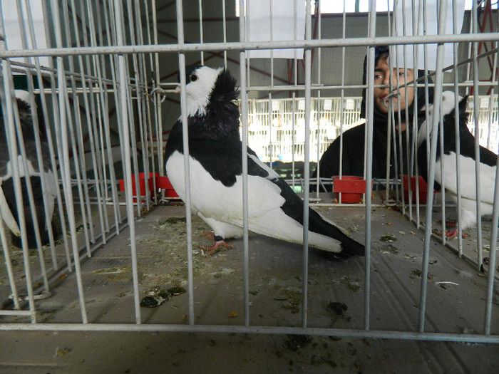 DSCN3512 - Expo Carei 2013