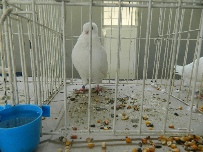 DSCN3514 - Expo Carei 2013