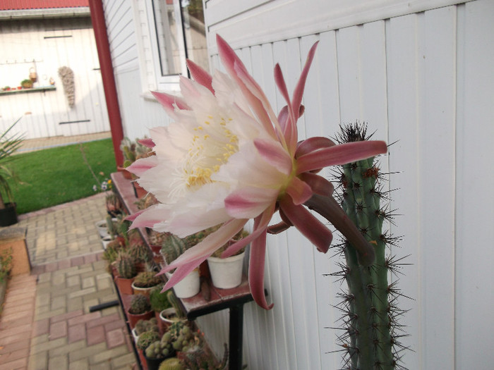 cactus inflorit - flori diferite