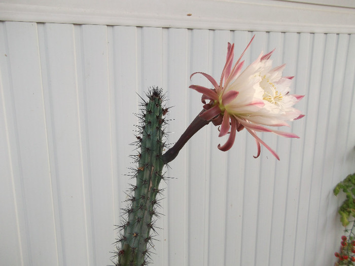 cactus - flori diferite