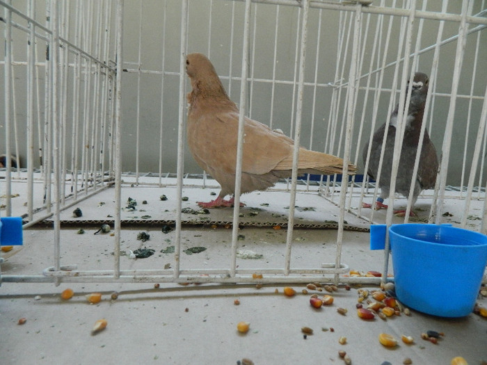 DSCN3520 - Expo Carei 2013