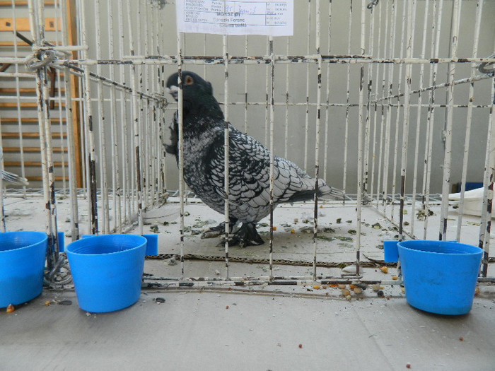 DSCN3523 - Expo Carei 2013