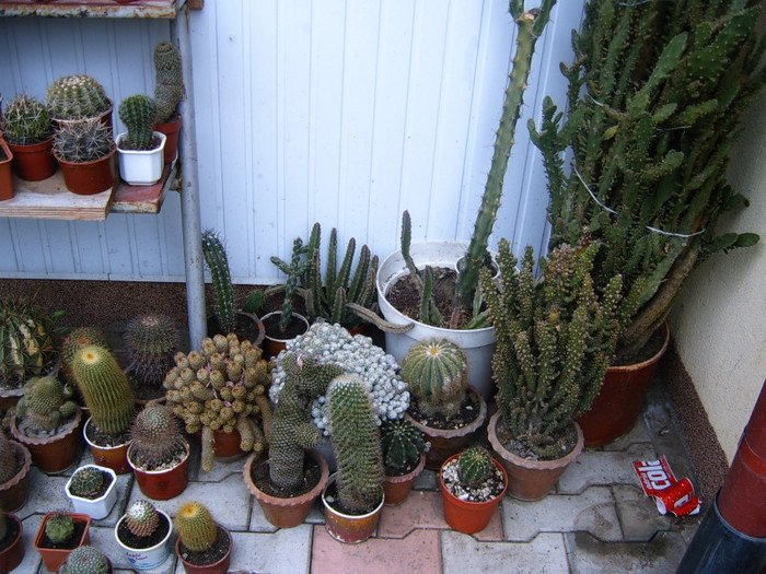cactusi - prin gradina
