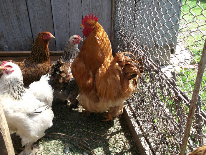 Cu familia - Animalute de pe langa casa