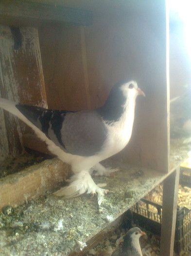 Fotografie0495 - Lahore Poze 2012