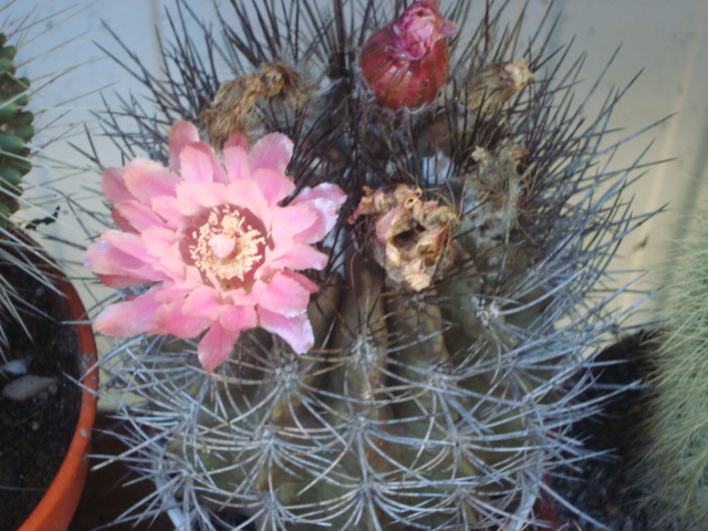 cactus - flori diferite