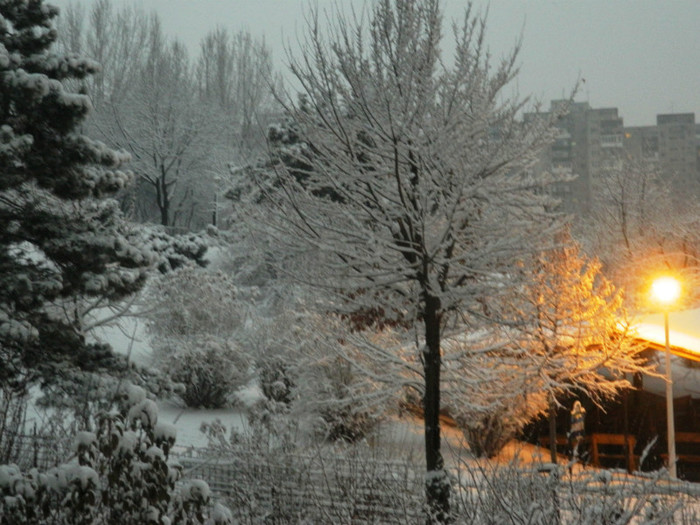 DSCN1298 - Parcul vedere din balcon azi 12 ian 2013