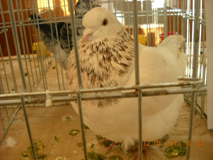 DSCN0274