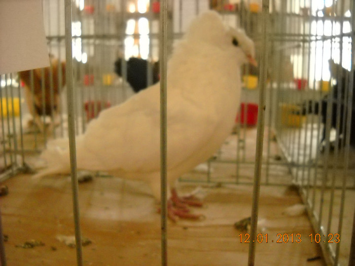 DSCN0338