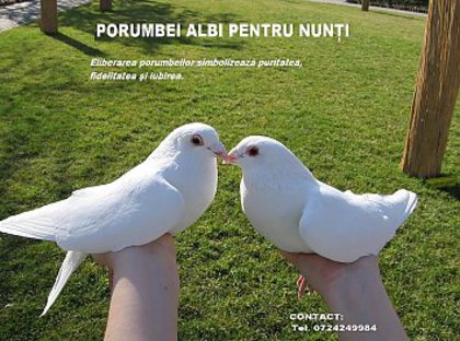 servicii-porumbei albi