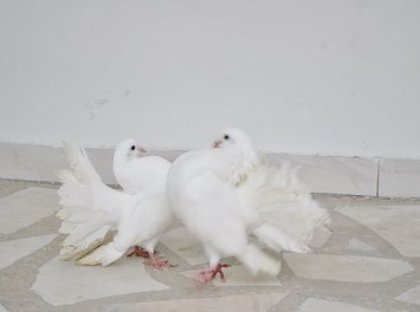 porumbei-albi-pentru-nunti - nunti