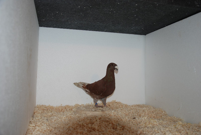 M 2012 Romania vindut