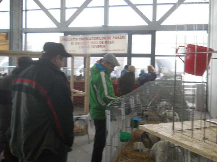 Picture 463 - Expozitia Nationala de gaini iepuri porumbei si pasari exotice Ianuarie 2013 Craiova