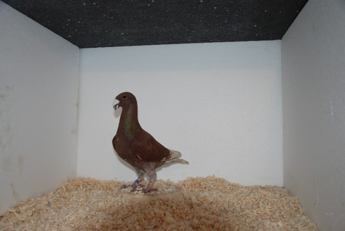 M 2012 Romania vindut