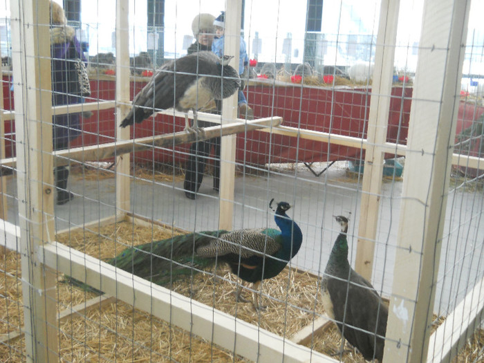 Picture 466 - Expozitia Nationala de gaini iepuri porumbei si pasari exotice Ianuarie 2013 Craiova