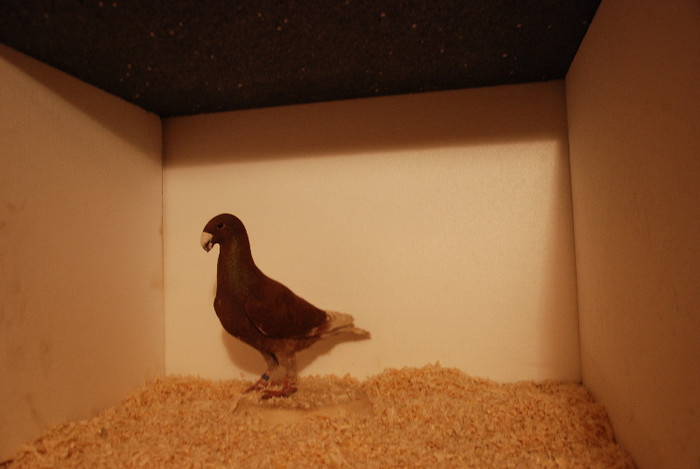 M 2012 Romania vindut