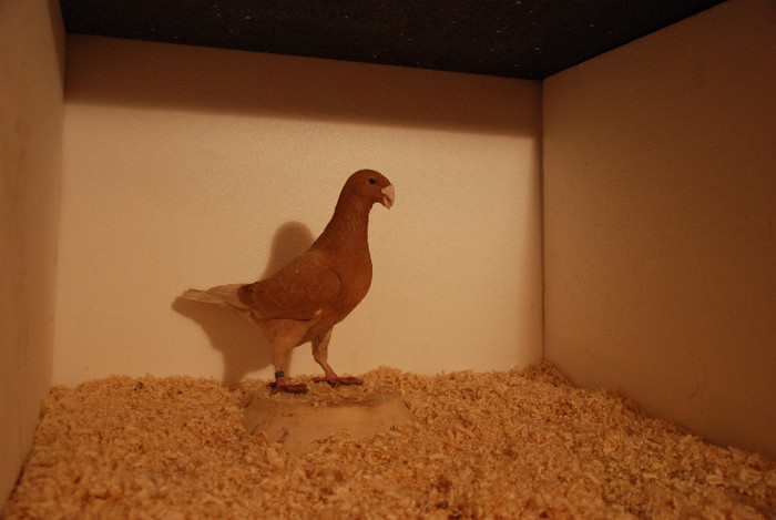 M 2012 Romania vindut