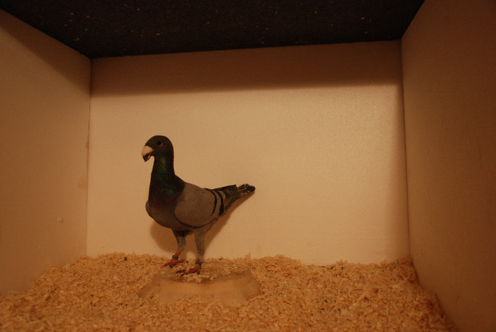 F 2012 Serbia vindut