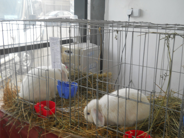 Picture 475 - Expozitia Nationala de gaini iepuri porumbei si pasari exotice Ianuarie 2013 Craiova