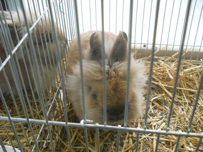 Picture 479 - Expozitia Nationala de gaini iepuri porumbei si pasari exotice Ianuarie 2013 Craiova