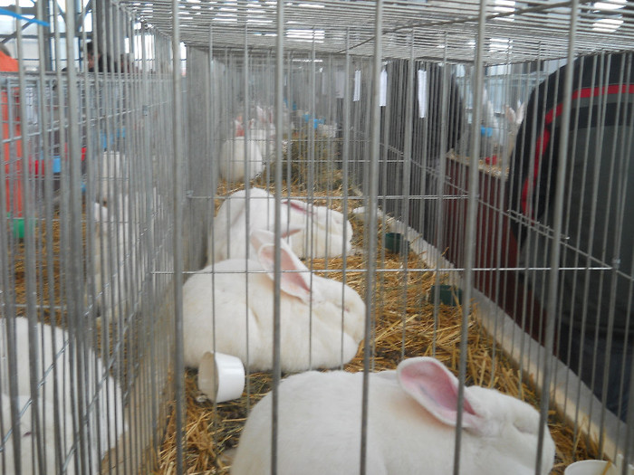 Picture 480 - Expozitia Nationala de gaini iepuri porumbei si pasari exotice Ianuarie 2013 Craiova