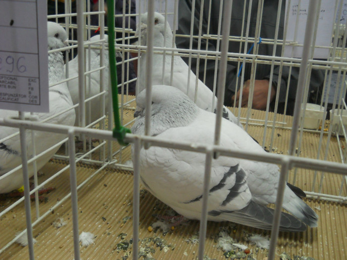 Picture 511