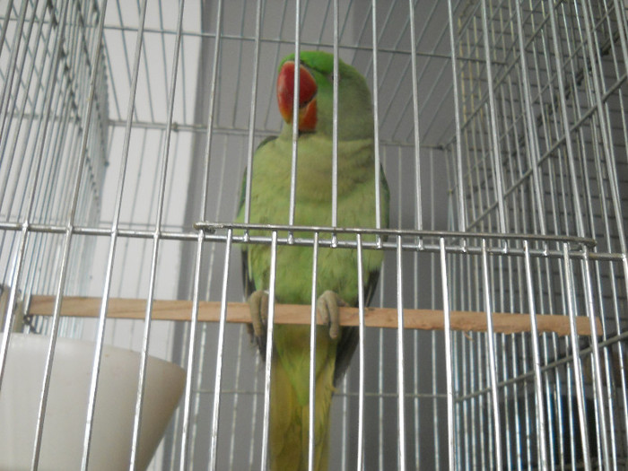 Picture 526
