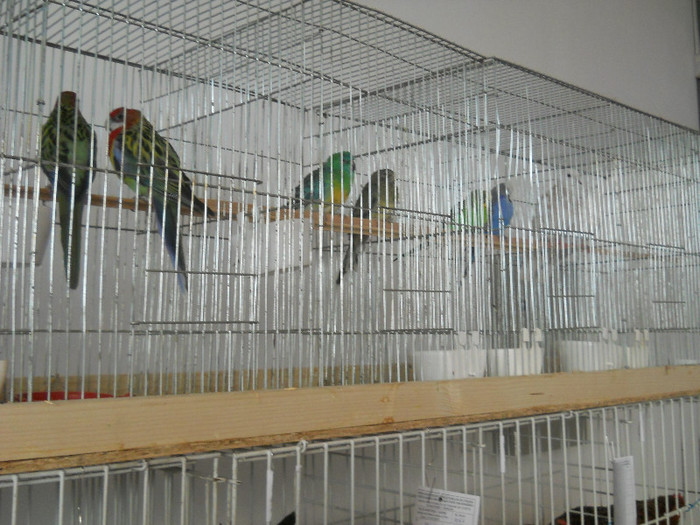 Picture 529