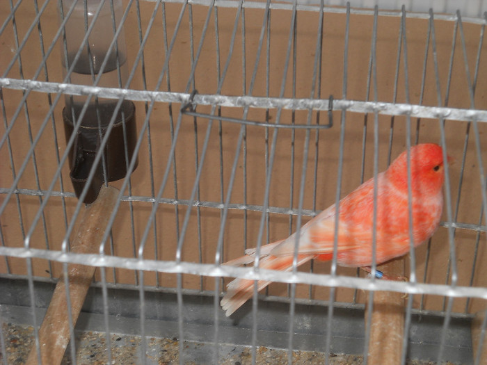 Picture 546 - Expozitia Nationala de gaini iepuri porumbei si pasari exotice Ianuarie 2013 Craiova
