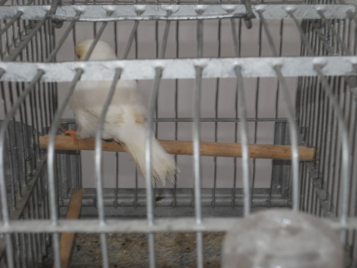 Picture 549 - Expozitia Nationala de gaini iepuri porumbei si pasari exotice Ianuarie 2013 Craiova